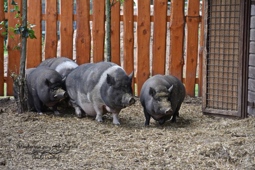 Vier Hängebauchschweine suchen dringend ein neues Zuhause