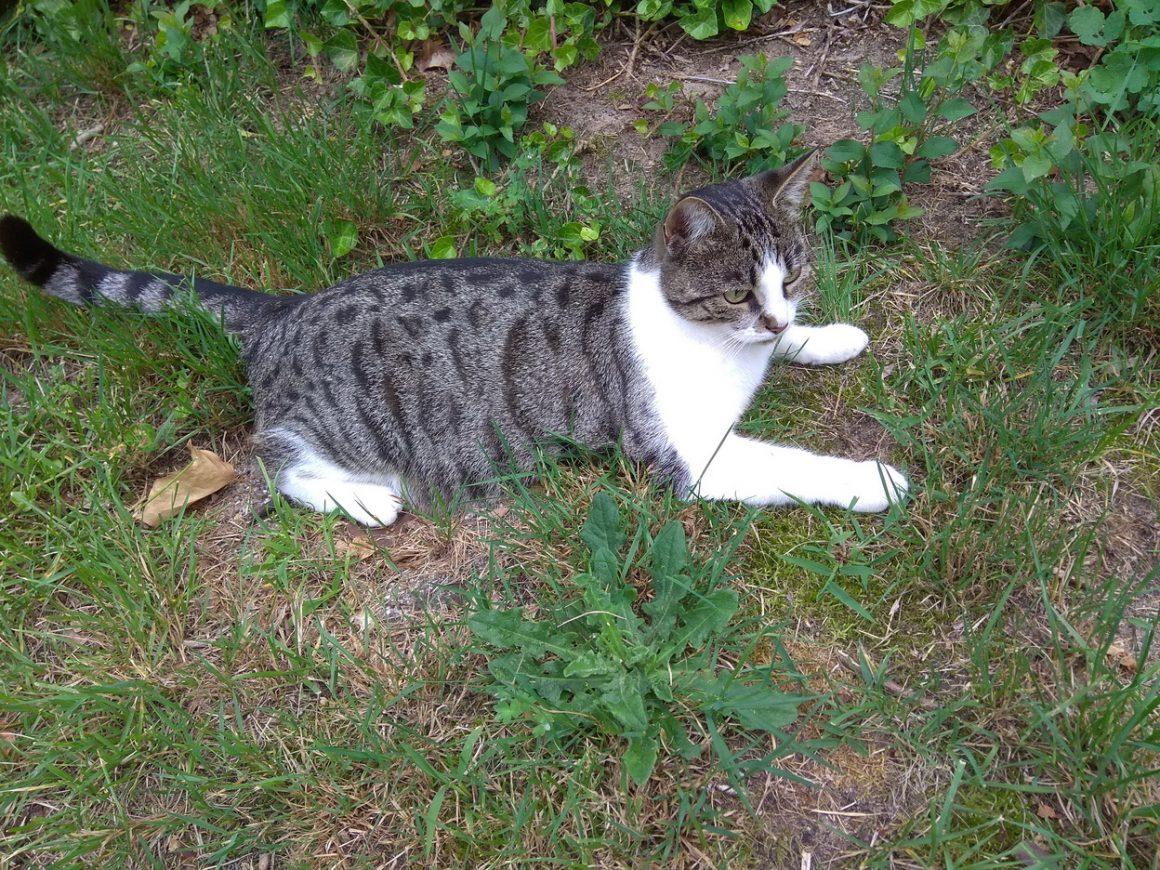 Katze Kommt Nicht Mehr Ins Haus