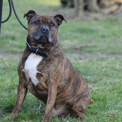 Curtis ist ein lustiger, geselliger American Pocket Bully
