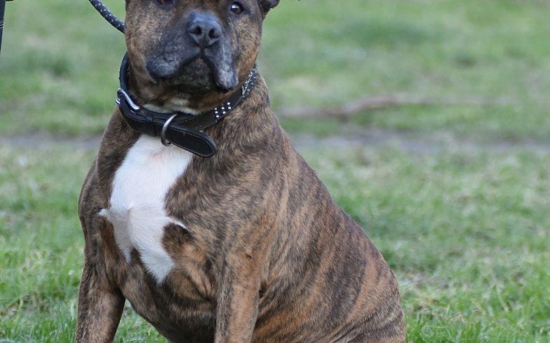 Curtis ist ein lustiger, geselliger American Pocket Bully