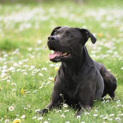 Amy Labrador-Terrier Mix Hündin sucht ein Zuhause