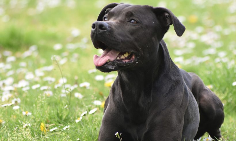 Amy Labrador-Terrier Mix Hündin sucht ein Zuhause