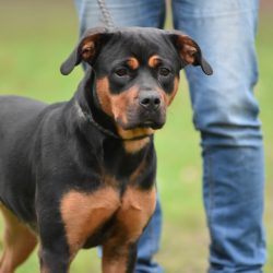 Kira – Rottweiler Mix Hündin