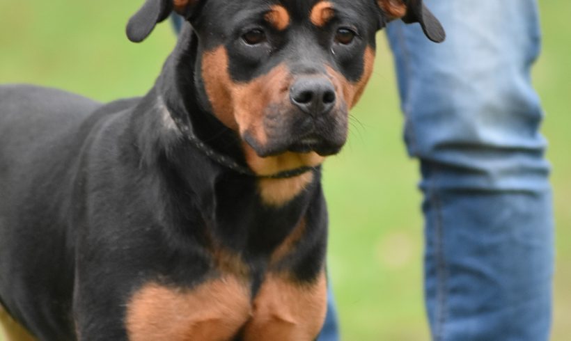 Kira – Rottweiler Mix Hündin