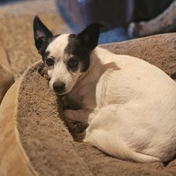 Doreen – kleine Kämpferin mit großem Herzen sucht ihr Happy End