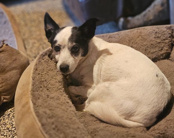 Doreen – kleine Kämpferin mit großem Herzen sucht ihr Happy End