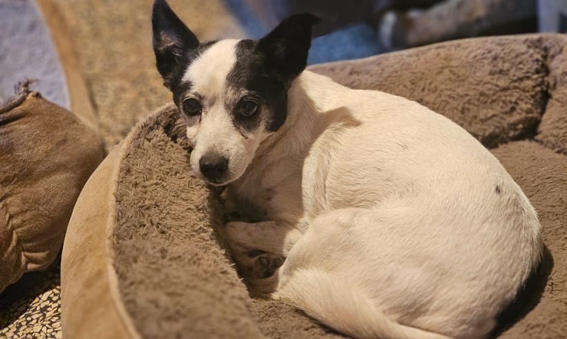 Doreen – kleine Kämpferin mit großem Herzen sucht ihr Happy End