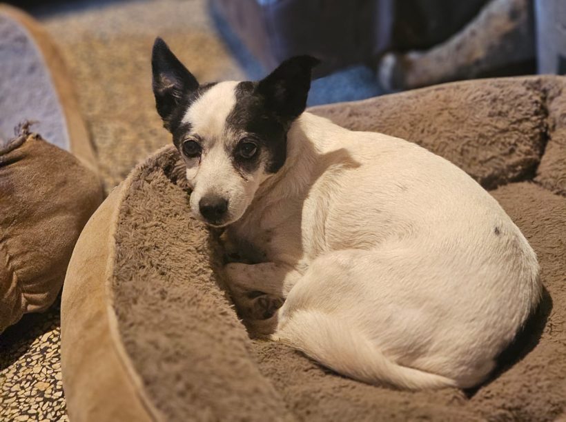 Doreen – kleine Kämpferin mit großem Herzen sucht ihr Happy End