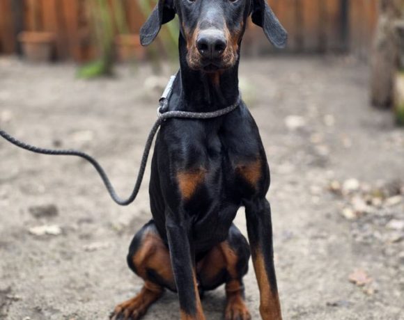 Ghost sucht sein Für-immer-Zuhause