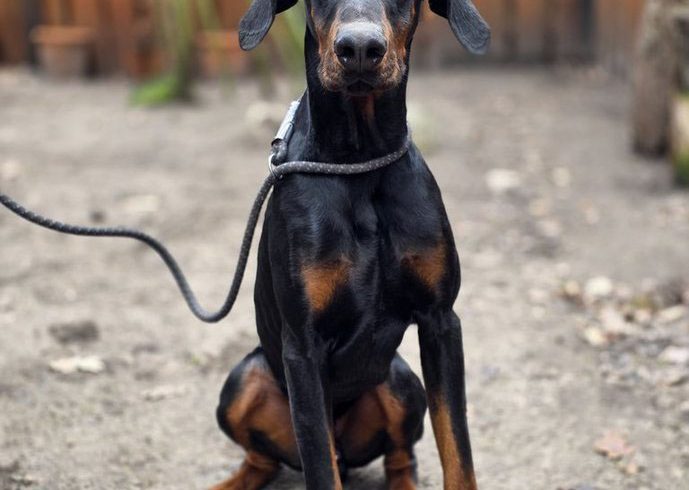 Ghost sucht sein Für-immer-Zuhause