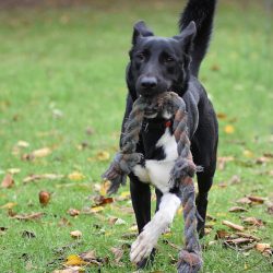 Traumhund „Shawn“ sucht sein Zuhause fürs Leben