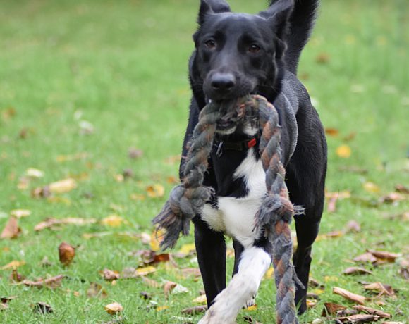 Traumhund „Shawn“ sucht sein Zuhause fürs Leben