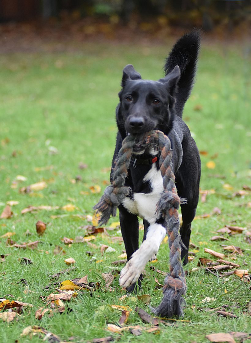 Traumhund „Shawn“ sucht sein Zuhause fürs Leben Traumhund „Shawn“ sucht sein Zuhause fürs Leben