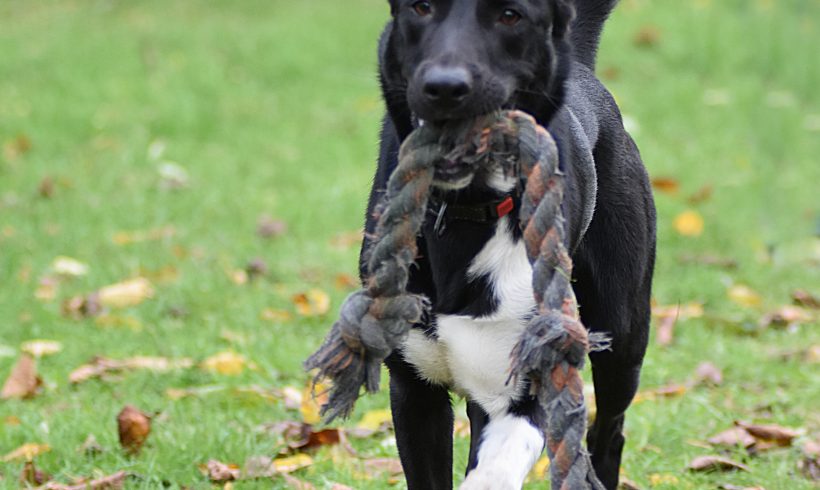 Traumhund „Shawn“ sucht sein Zuhause fürs Leben