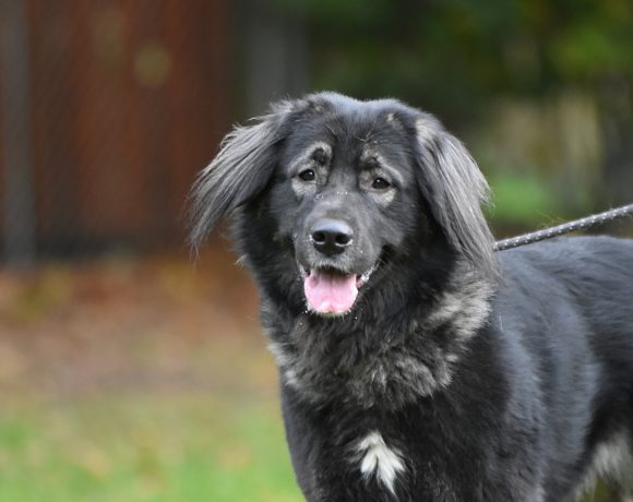 Sevil 3-jährige Herdenschutzhund-Mischlingshündin