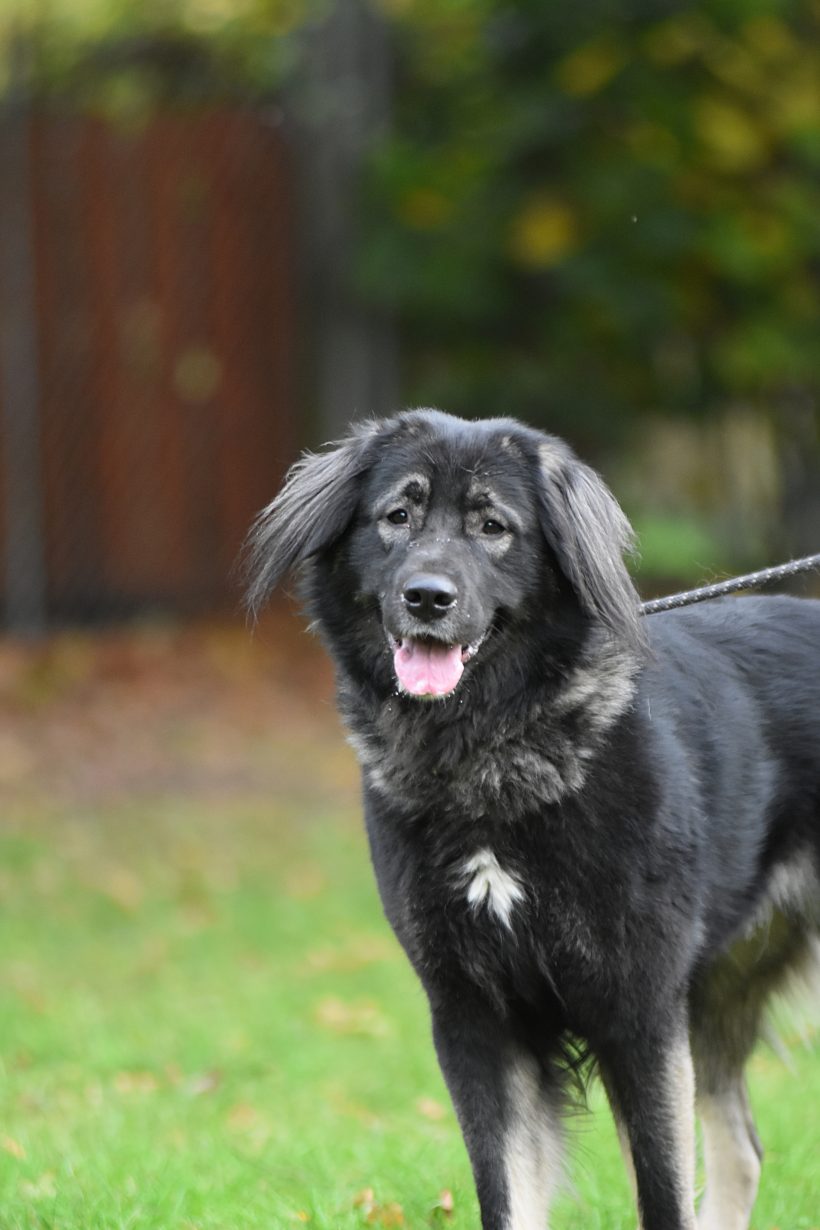 Sevil 3-jährige Herdenschutzhund-Mischlingshündin Sevil 3-jährige Herdenschutzhund-Mischlingshündin