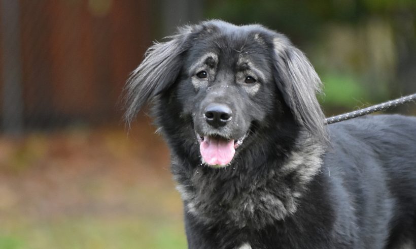 Sevil 3-jährige Herdenschutzhund-Mischlingshündin