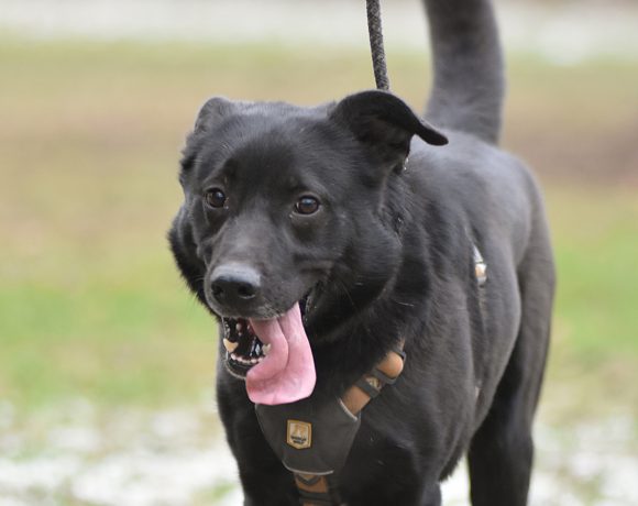 Fiete ist ein ganz besonderer Hund