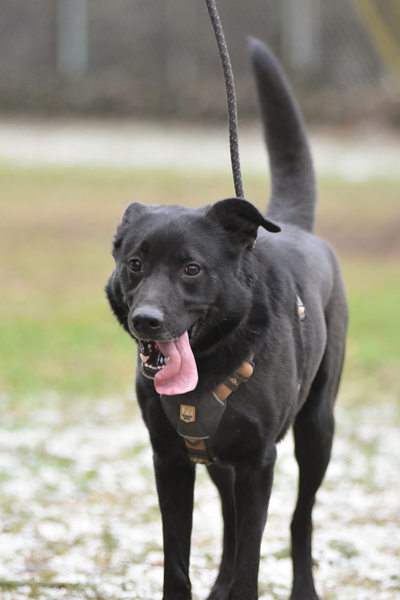 Fiete ist ein ganz besonderer Hund Fiete ist ein ganz besonderer Hund
