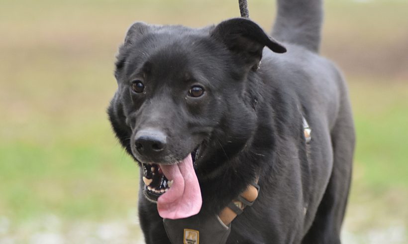 Fiete ist ein ganz besonderer Hund