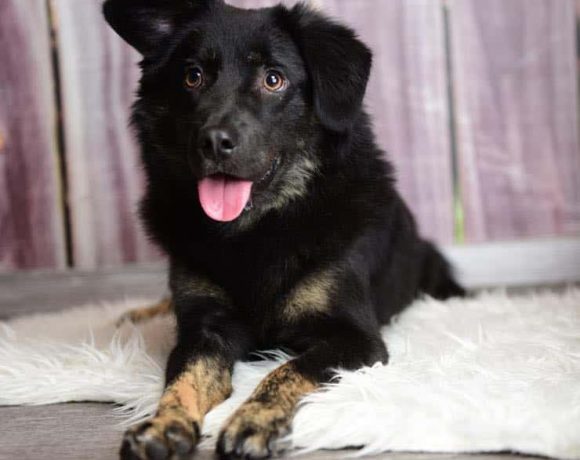 Elliot vermutlich ein Spitz Mischling
