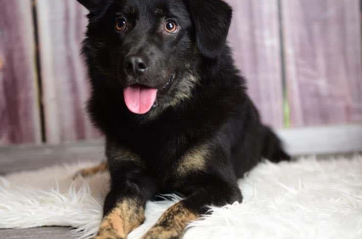 Elliot vermutlich ein Spitz Mischling